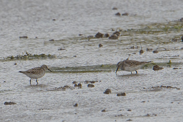 White-rumped Sandpiper
