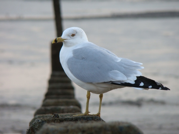 Ring-billed Gull