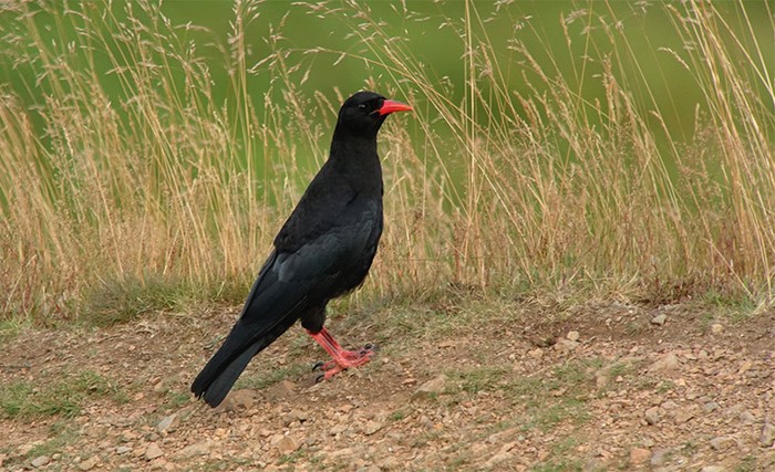 Chough