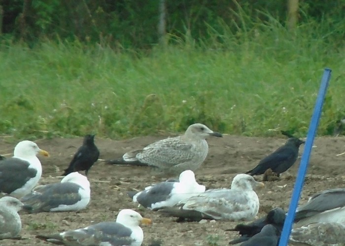 Caspian Gull