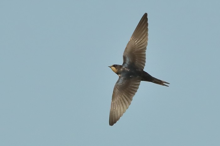 Swallow
