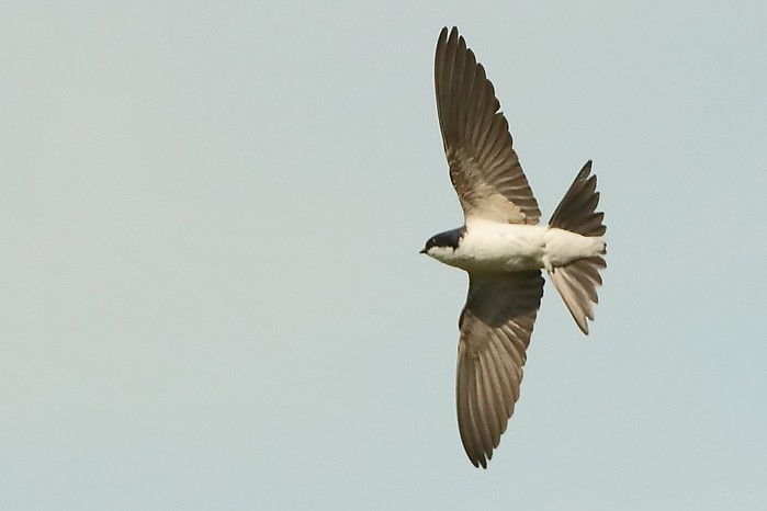 House Martin