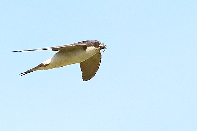 House Martin