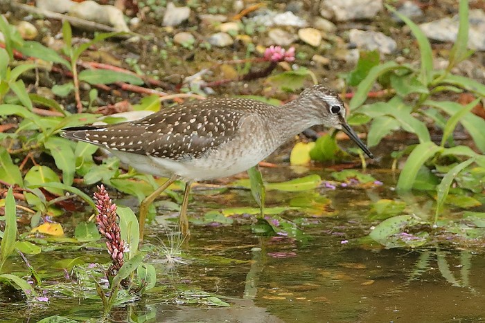 Wood Sandpiper