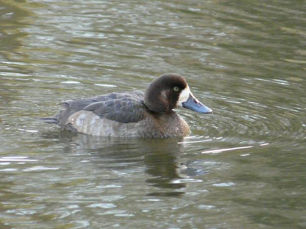 Scaup