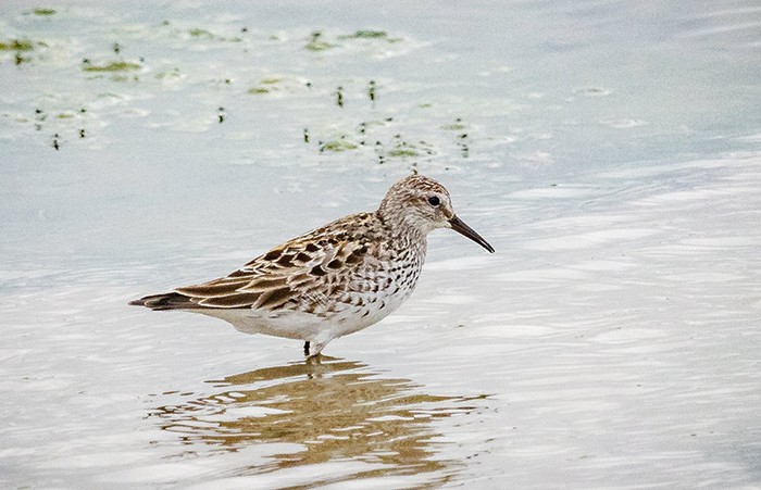 White-rumped Sandpiper
