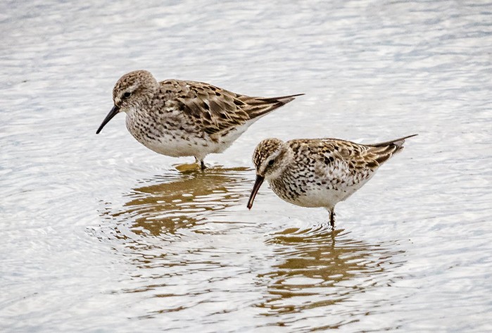 White-rumped Sandpiper