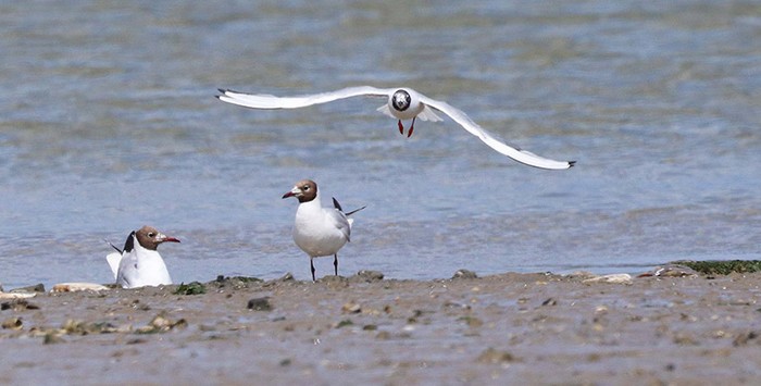 Bonaparte's Gull