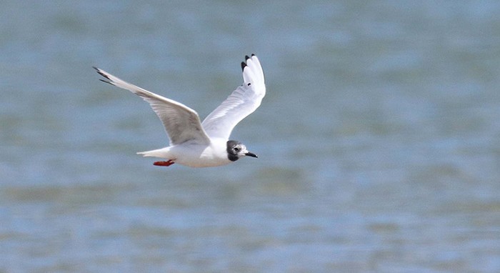 Bonaparte's Gull