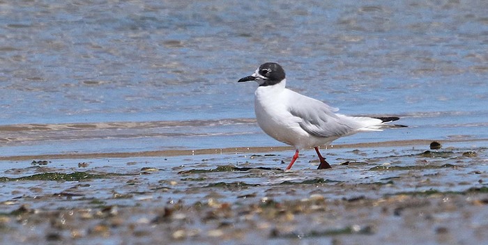 Bonaparte's Gull