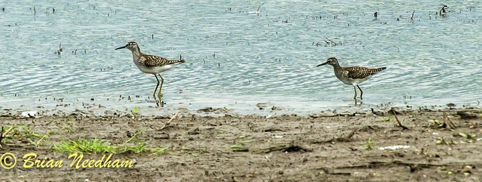 Wood Sandpiper