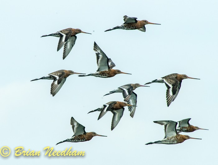 Black-tailed Godwit