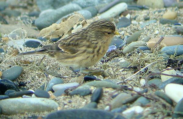 Twite