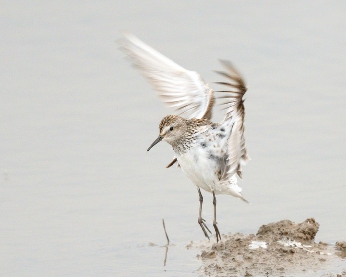 White-rumped Sandpiper