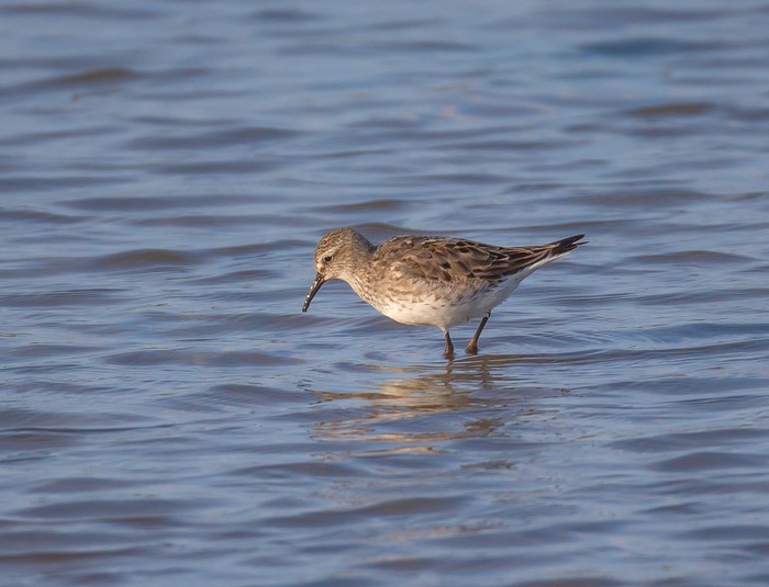White-rumped Sandpiper