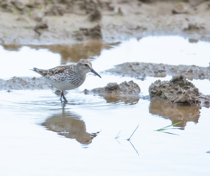 White-rumped Sandpiper