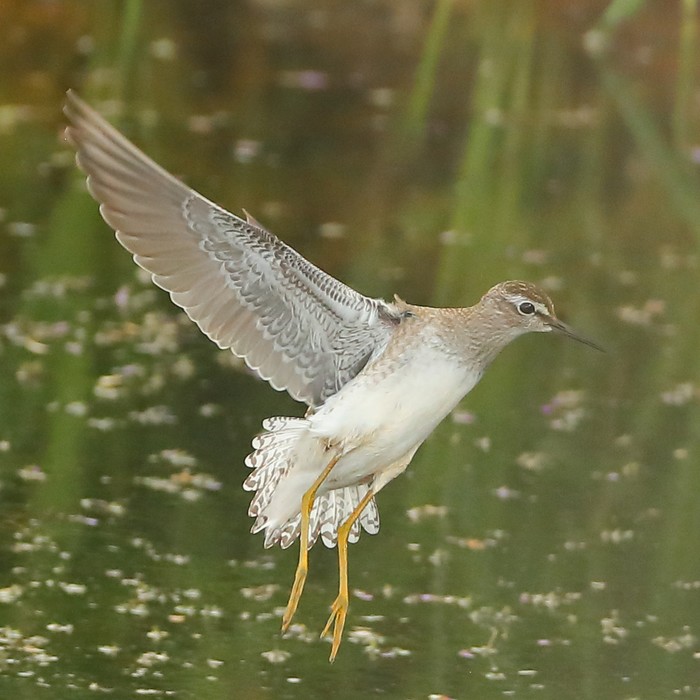 Wood Sandpiper