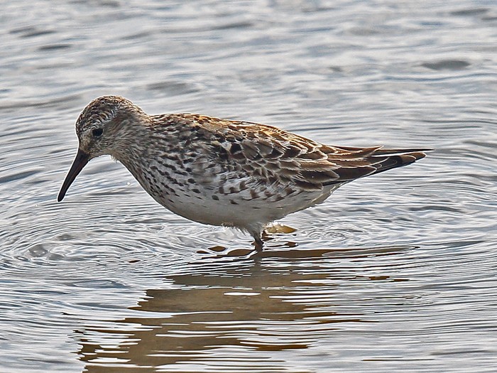 White-rumped Sandpiper