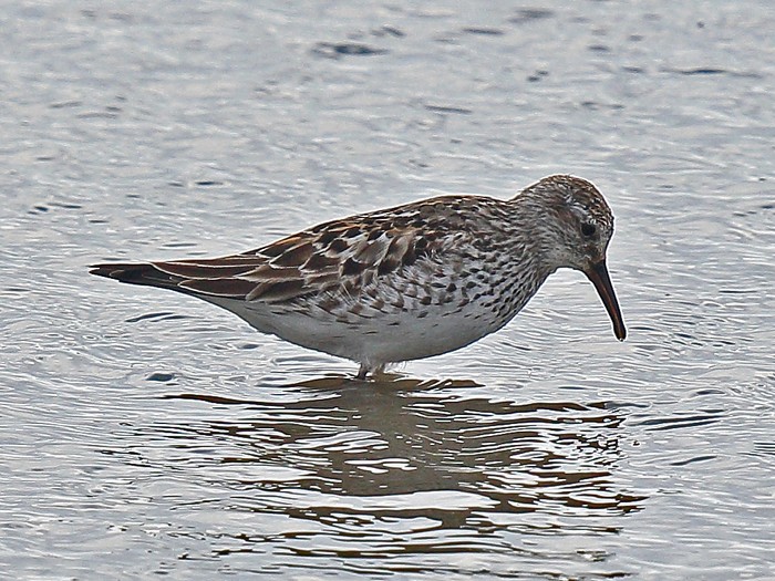 White-rumped Sandpiper