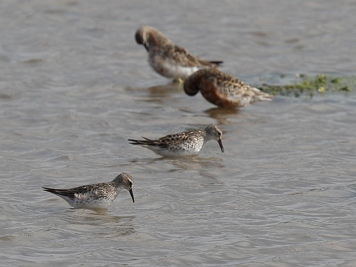 White-rumped Sandpiper