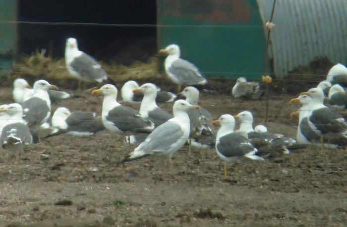 Caspian Gull