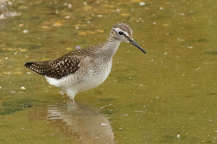 Wood Sandpiper