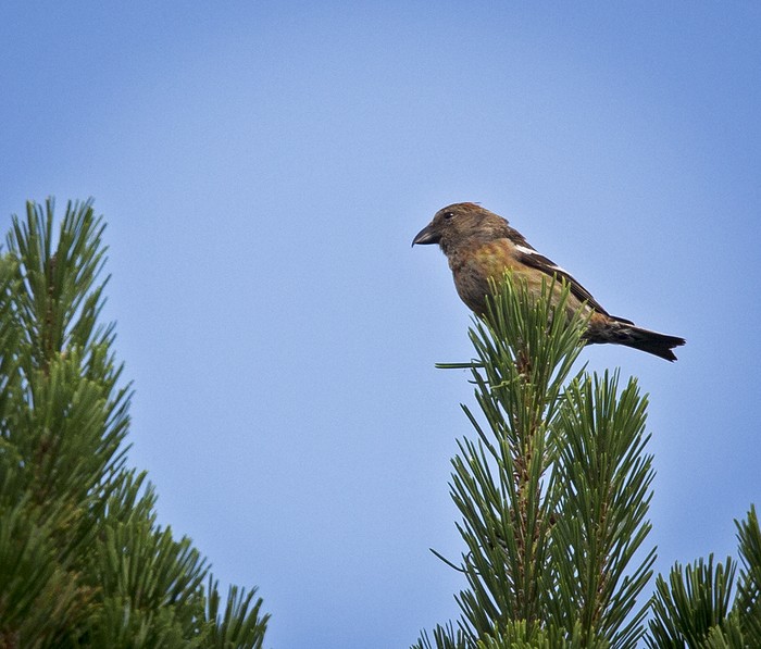 Two-barred Crossbill