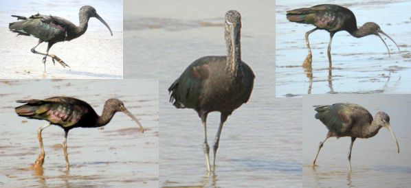 Glossy Ibis