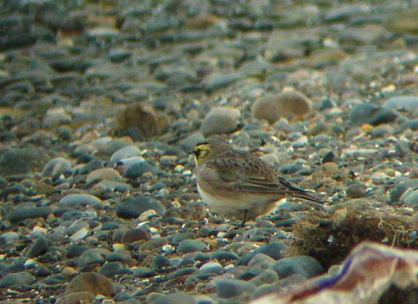 Shorelark