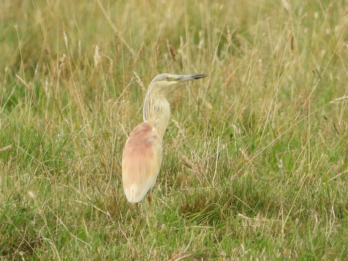 Squacco Heron