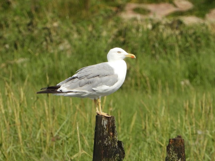 Yellow-legged Gull