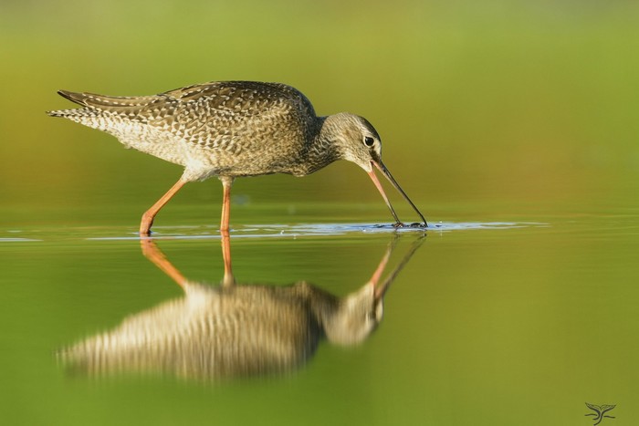 Spotted Redshank