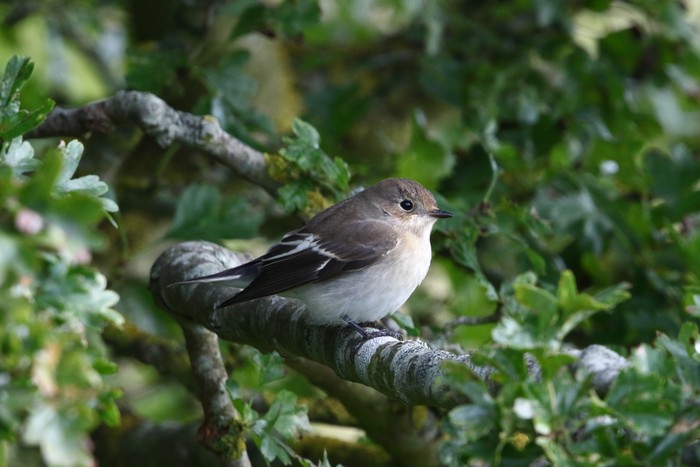 Pied Flycatcher