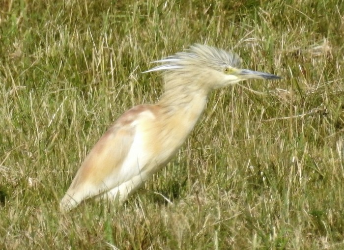 Squacco Heron