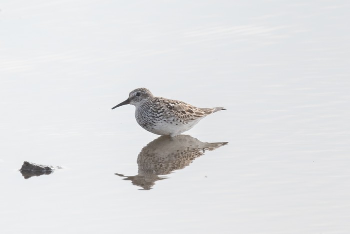 White-rumped Sandpiper