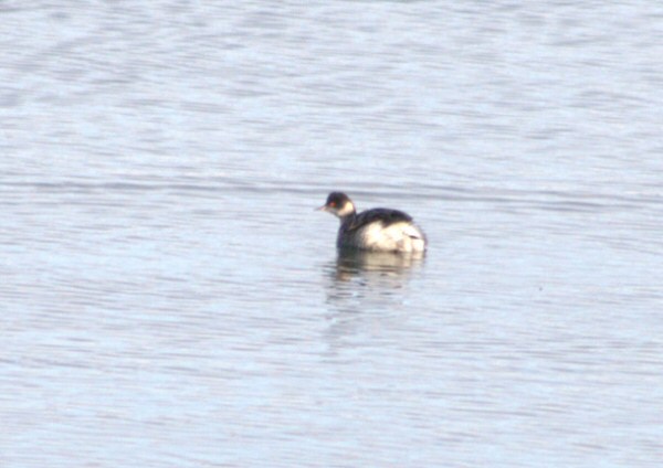 Black-necked Grebe