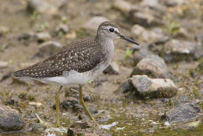 Wood Sandpiper