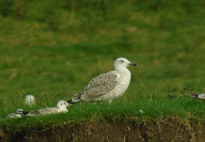 Caspian Gull