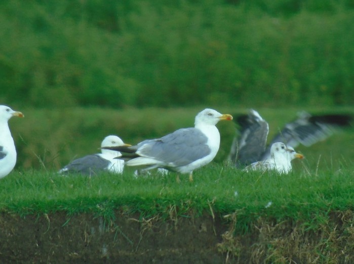 Yellow-legged Gull