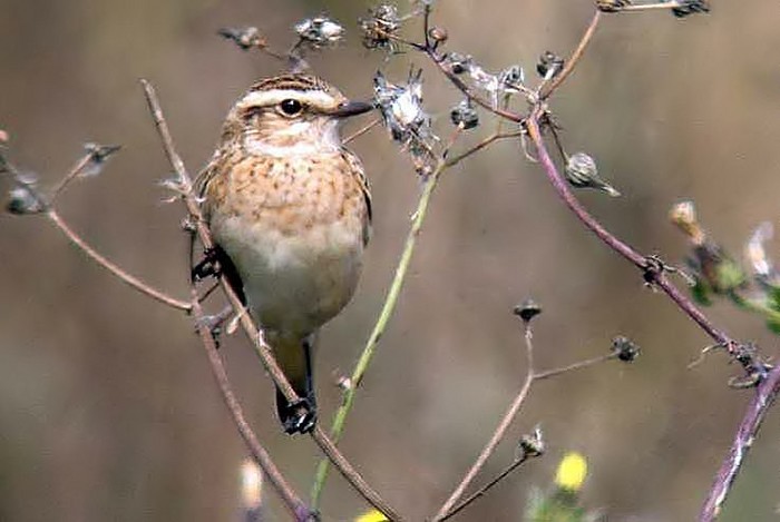 Whinchat