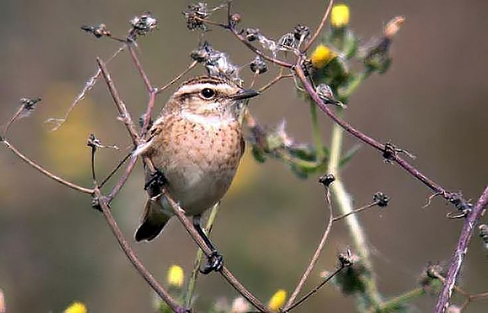 Whinchat