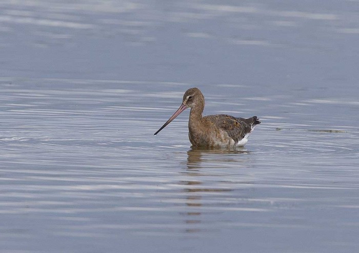 Black-tailed Godwit