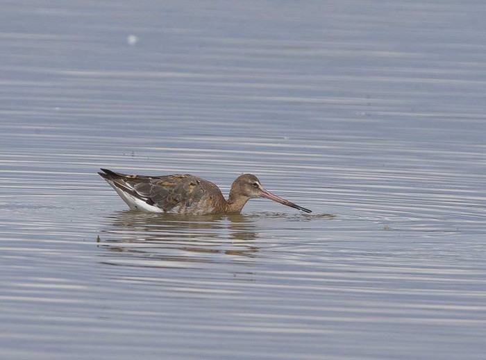 Black-tailed Godwit