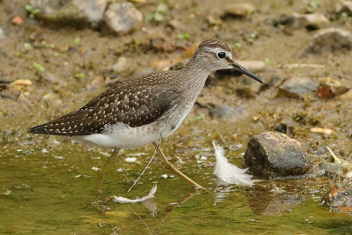 Wood Sandpiper