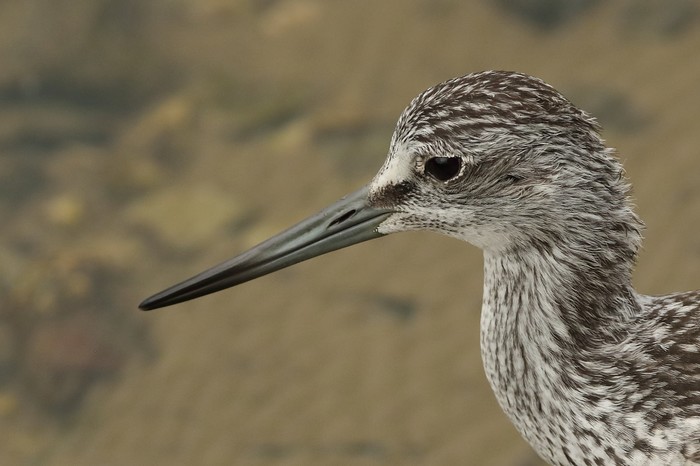 Greenshank