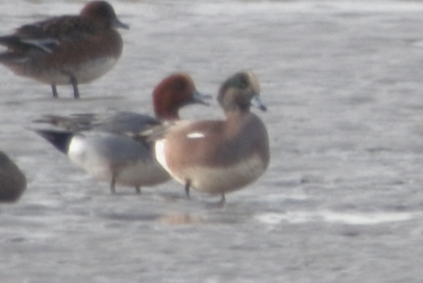 American Wigeon