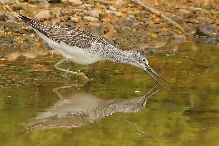 Greenshank