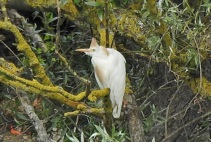 Cattle Egret