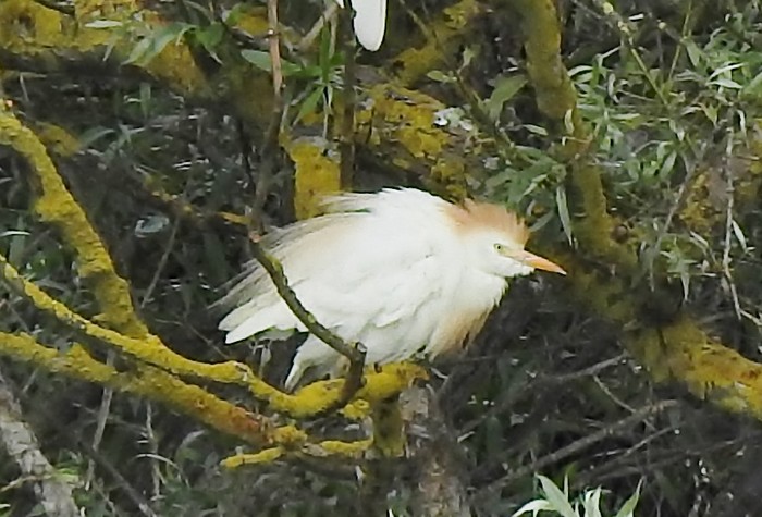 Cattle Egret