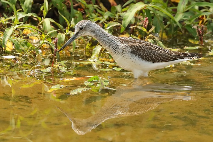 Greenshank